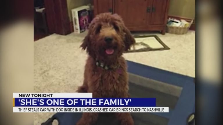 Thief steals car with dog inside in Illinois, crashed car brings search to Nashville