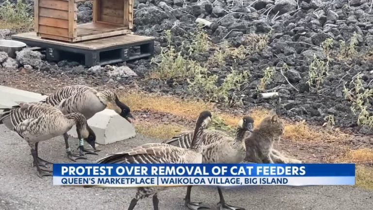 Big Island residents protest cat feeder removal